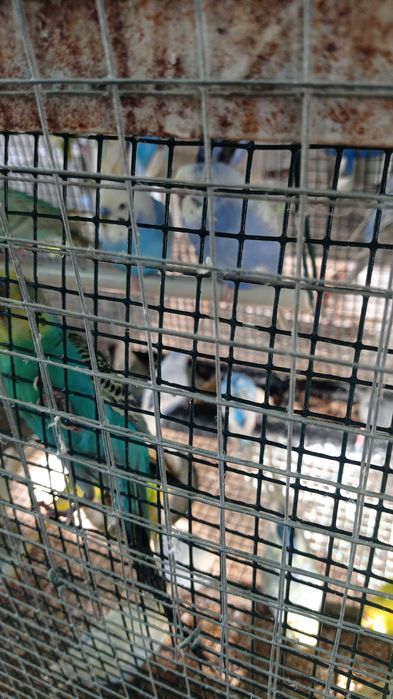 Caturras e periquitos