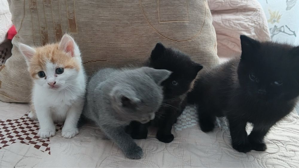 Віддам котенят у добрі руки