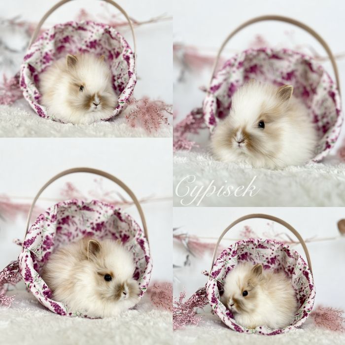 Mini lopki i Karzełki Teddy gotowe do odbioru Czystej rasy