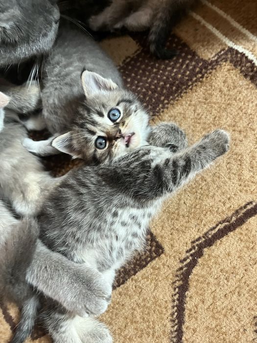 Прекрасні кошенята шотландці шукають люблячу родину!