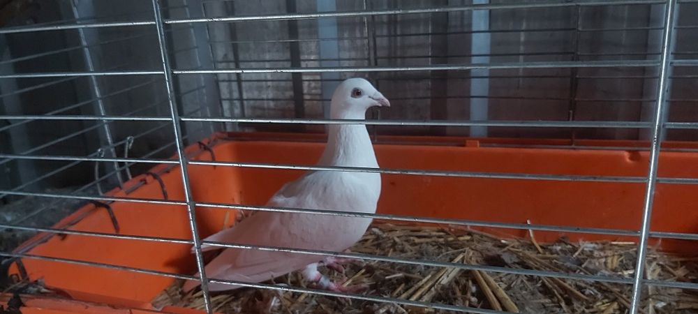 Gołębie Pocztowe Białe Samica Scherensy Vangrambere samica