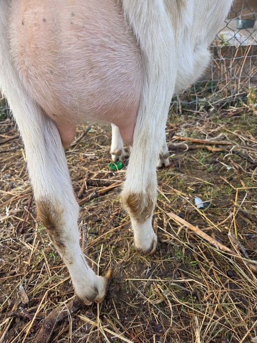 Koza alpejska mleczna