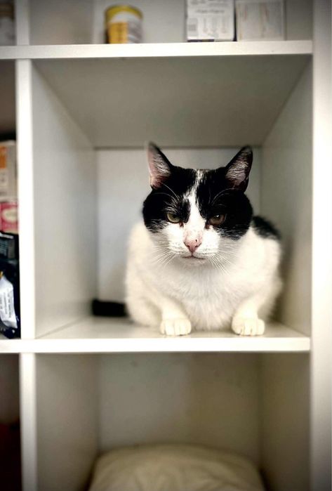 Duży kocurek Bodzio szuka domu!