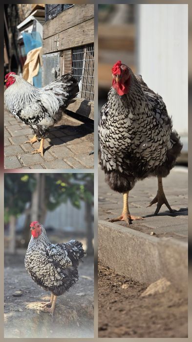 Кури породи Віандот срібло