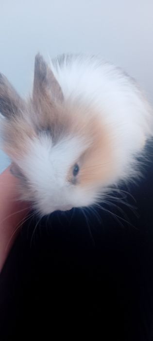 Króliczki miniaturki lwie