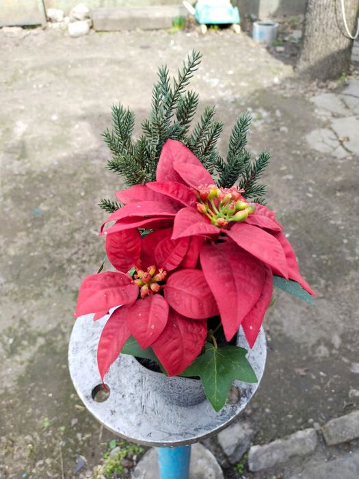 квітка Пуасентія IKEA Різдвяна