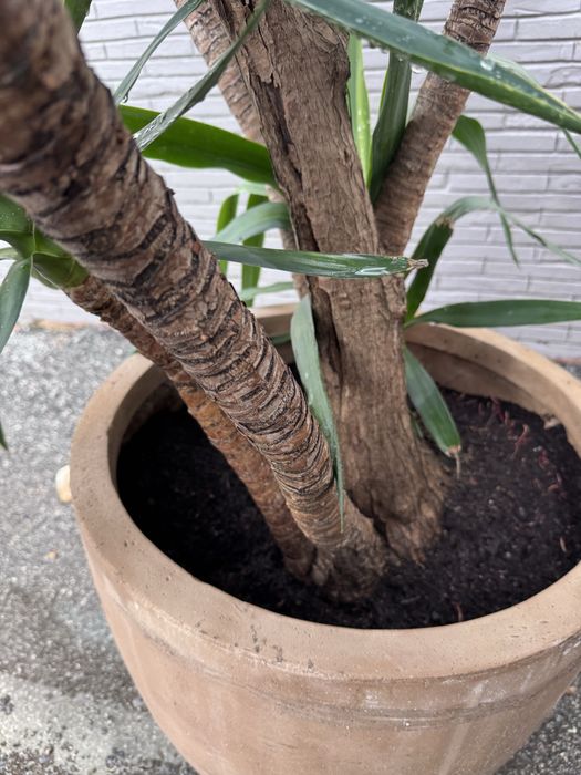Yuca-gigante em vaso