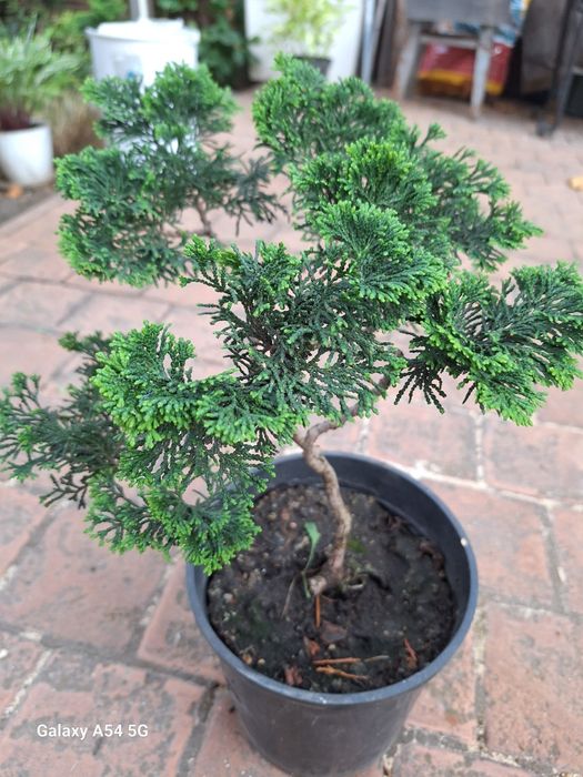 Хвойними ризни сорти