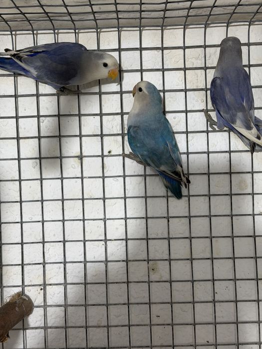 Agapornis Roseicollis machos