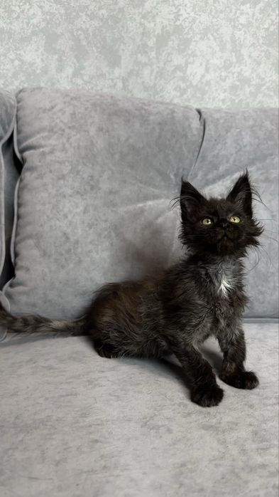 Дівчинка мейн-кун в чорному забарвлені