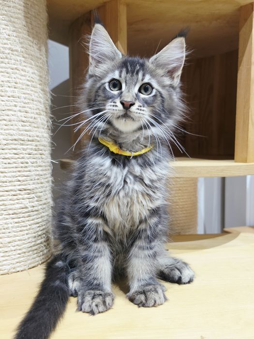 Agent kocurek Maine Coon