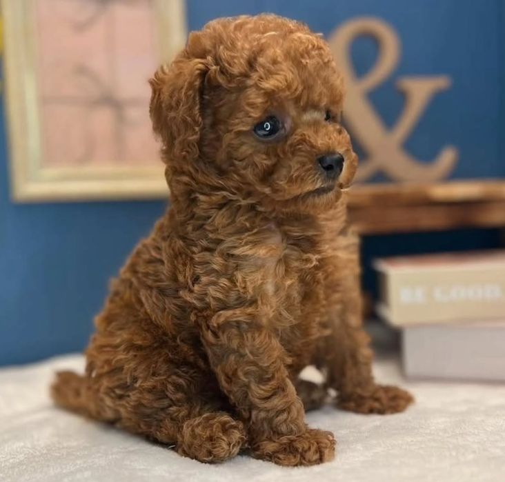 Красавчік той пудель,гарні кудрі