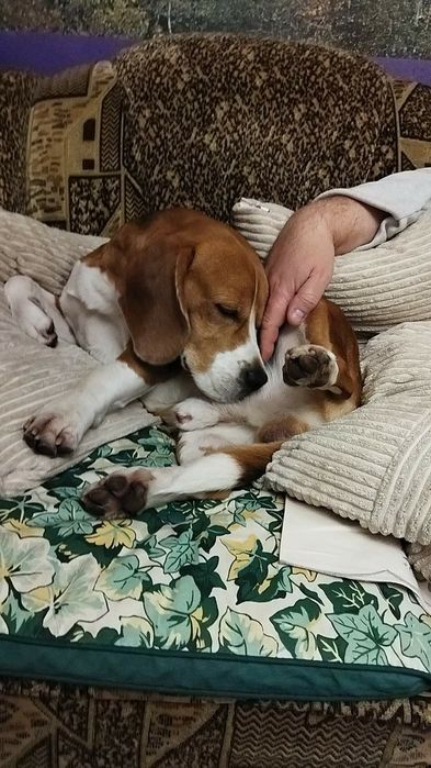 Чистокровний Бігль Кобель В'язка