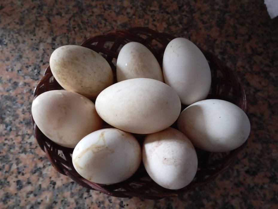 Ovos de Ganso para criação