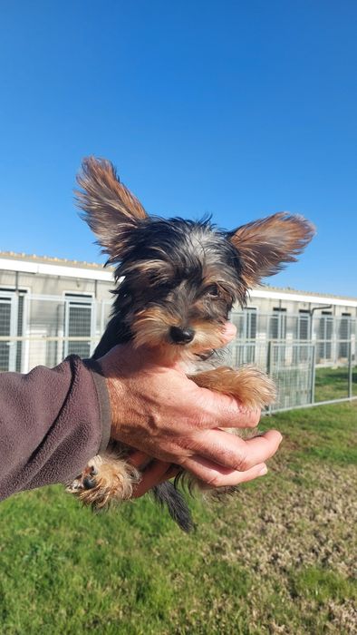 Menino Yorkshire Terrier TOP