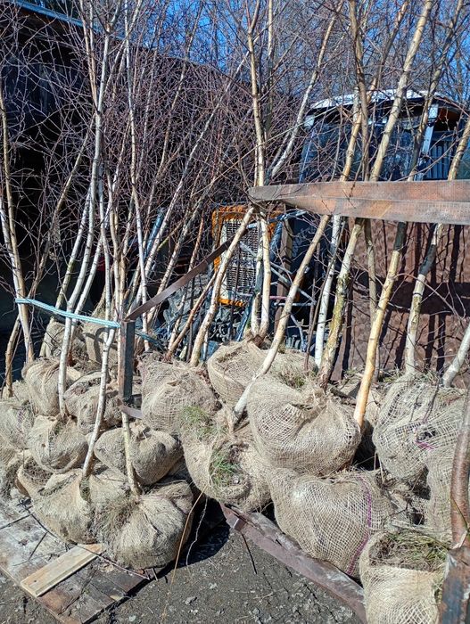 Brzoza 5 m Czarna i Biała grab buk