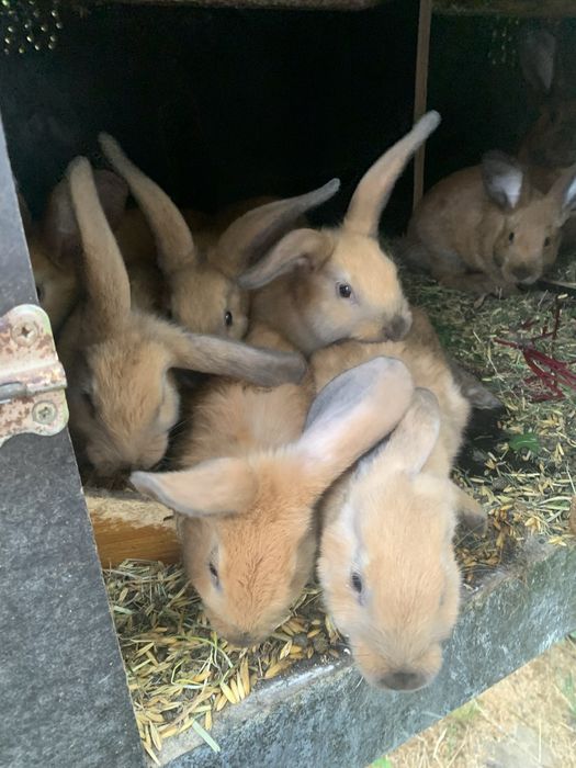 mlode kroliczki rasy nowozalandzkiej