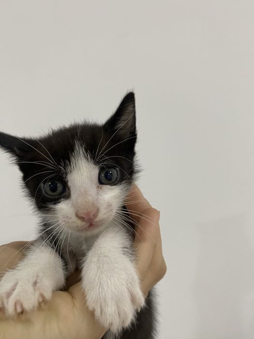 Gatos para adotar
