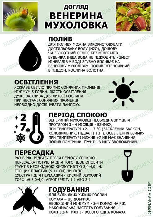 Подарунок Хижа квітка рослина Венерина Мухоловка Купити в Одесі - M
