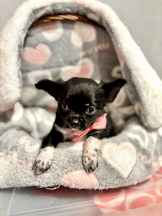 Chihuahua pelo comprido com LOP