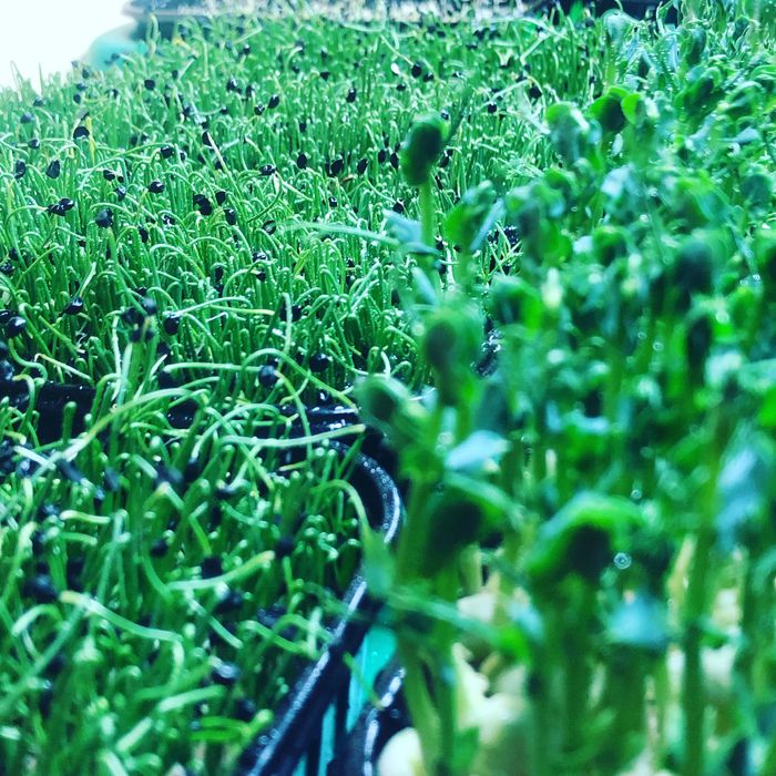 Мікрозелень-свіжий базилік