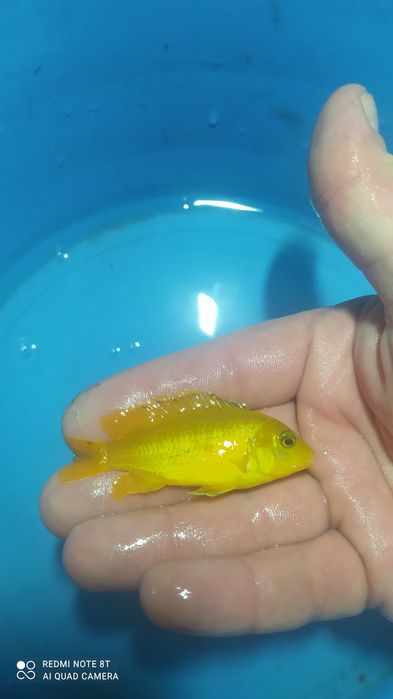 Великій вибір Цихлід Американських , Танганійских, Малавійских