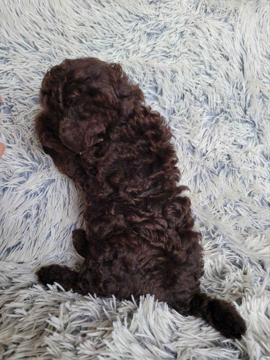 Шоколадний красунчик та наймиліший бешкетник Той ефектний шоколад.Київ