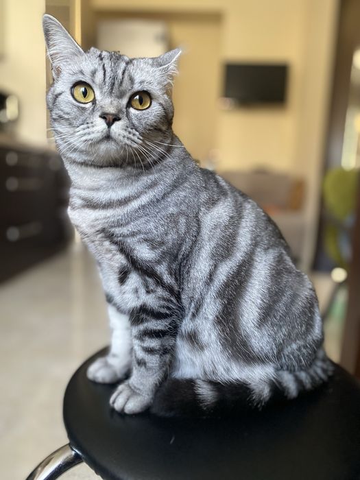 Кішка вязка такої саме породи !!!