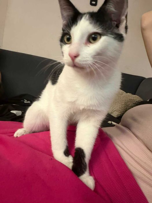 kotki do oddania za darmo