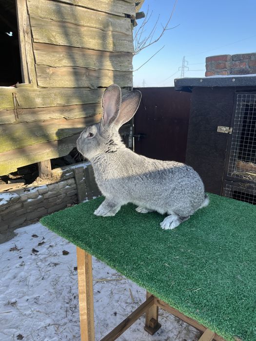 Olbrzym Belgijski Szynszylowaty Samiec