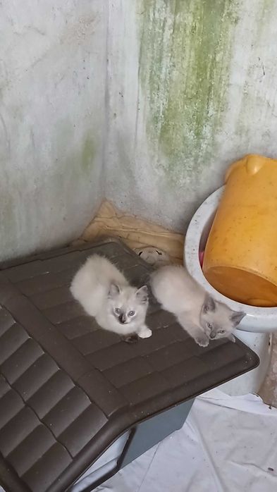 Gatinhas para adoção