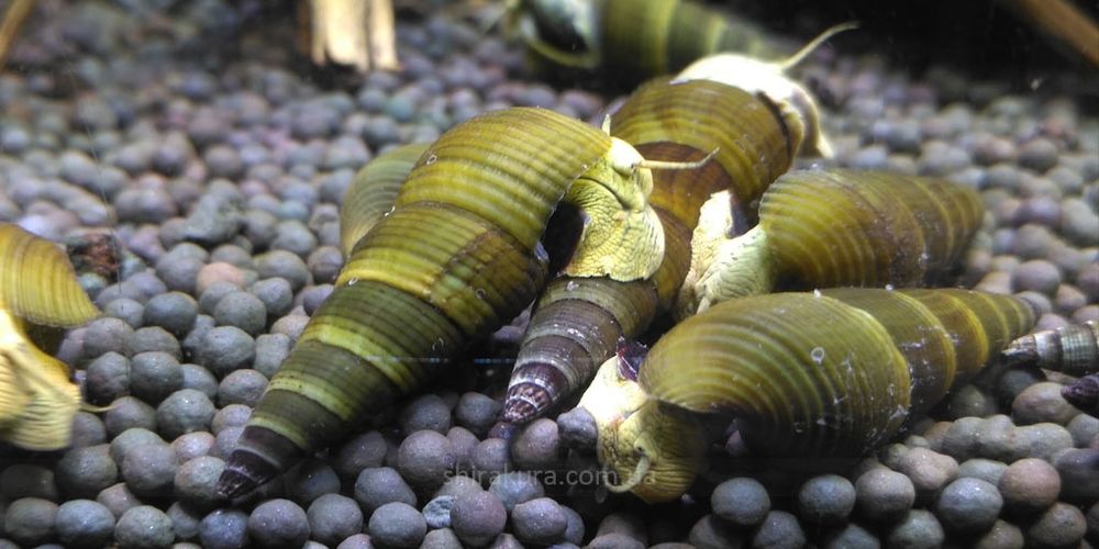 Caracol Tylomelania para aquario