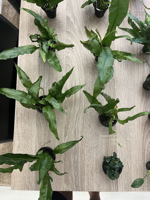 Plantas aquáticas + troncos aquario