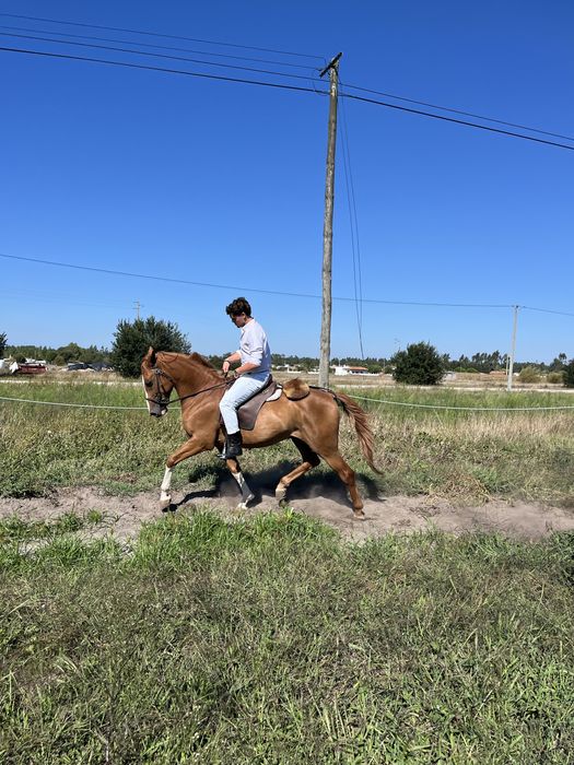 Cavalo lazão montado