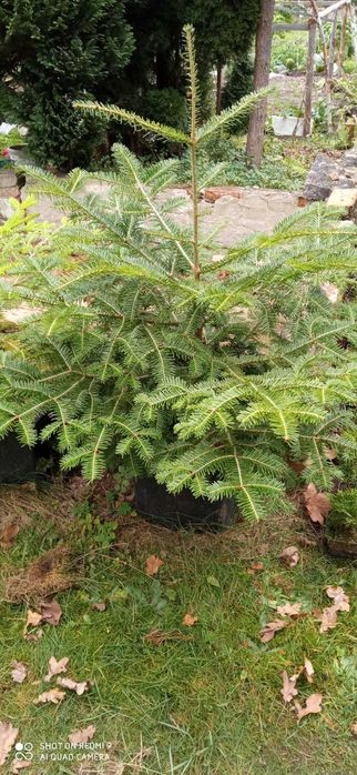 Świerk pospolity, ś. srebrny - SUPER CENA !!!  różne wysokości