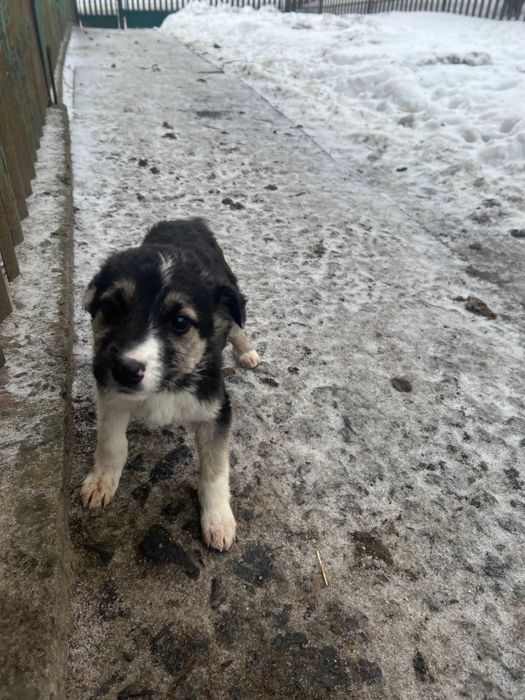 Прекрасні дівчинки