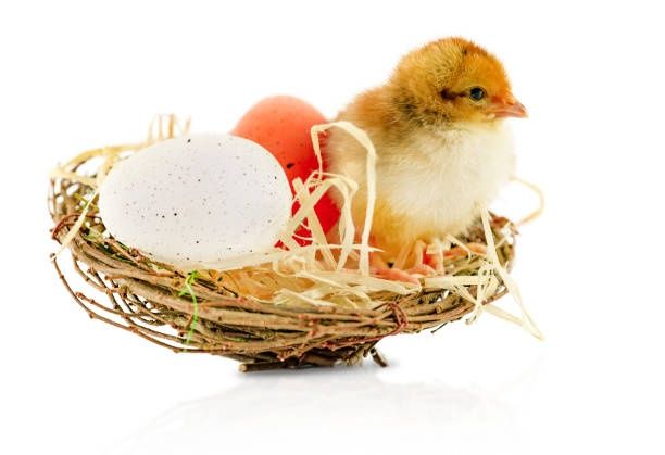 Продаю курчата,качки,гуси,індики,бройлер від 3 кг, кури несучки