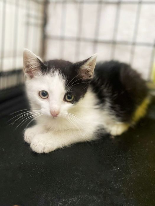 Małe ciapciaki szukają miłości :)