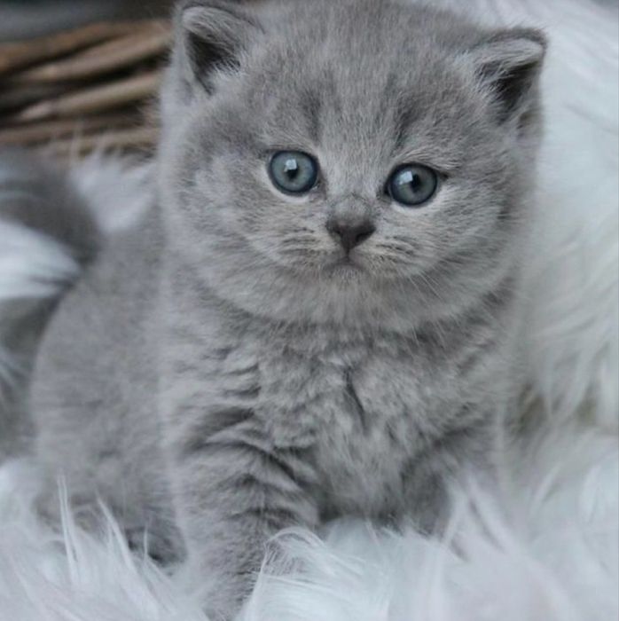 Продам красивенького котика