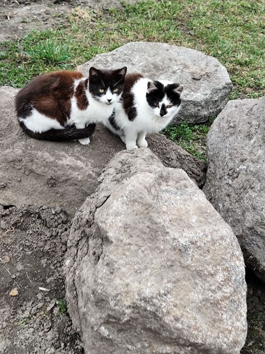 Котики в добрі руки