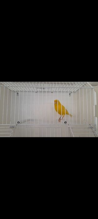 Canários disponíveis