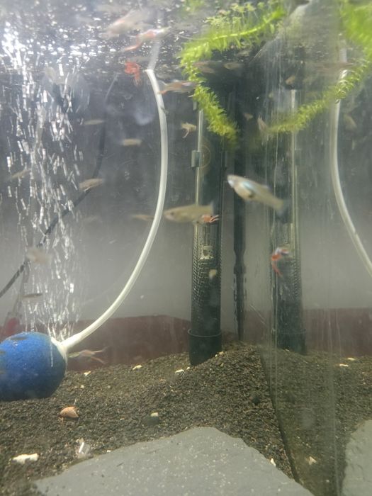 Gupiki Endlera ok. 40 szt