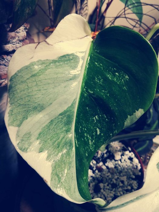 Monstera LAVA GHOST Variegata UNIKAT philodendron filodendron