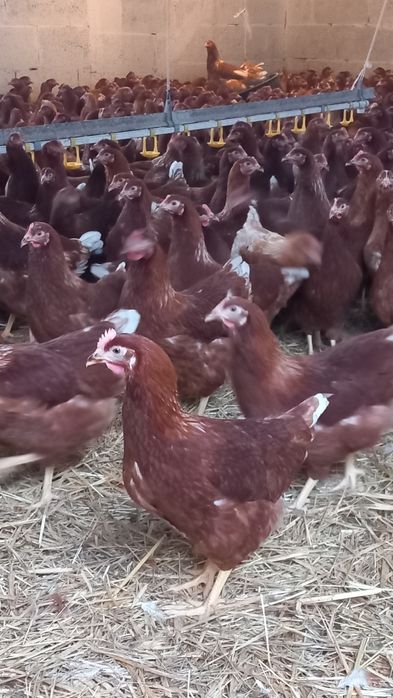 Nioski Bovans 23 tygodnie! Wysyłka od 10 sztuk.