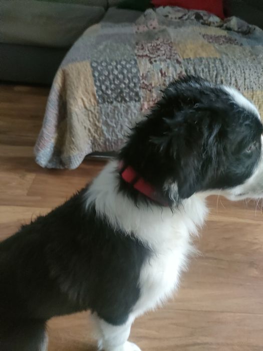 Piesek Border collie FCI