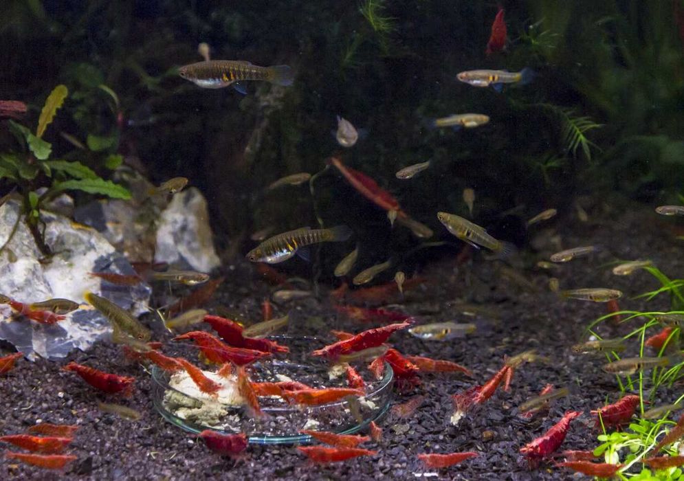 Superzestaw do nano Drobnotka Nadobna x4 krewetki czerwone x8 rośliny