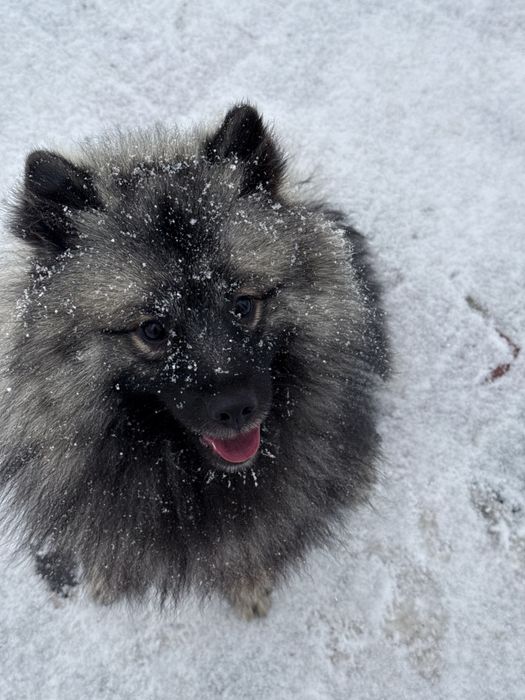 Дівчинка вольфшпіц
