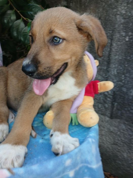 Tomy para adoção muito responsável