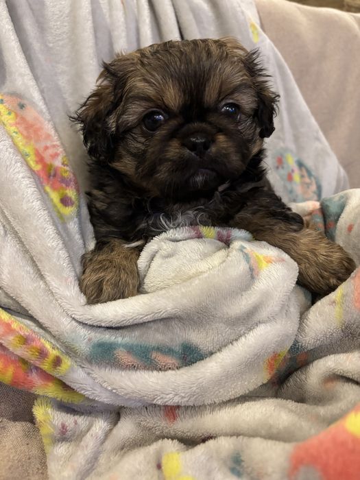 Pekińczyk piesek gotowy do odbioru