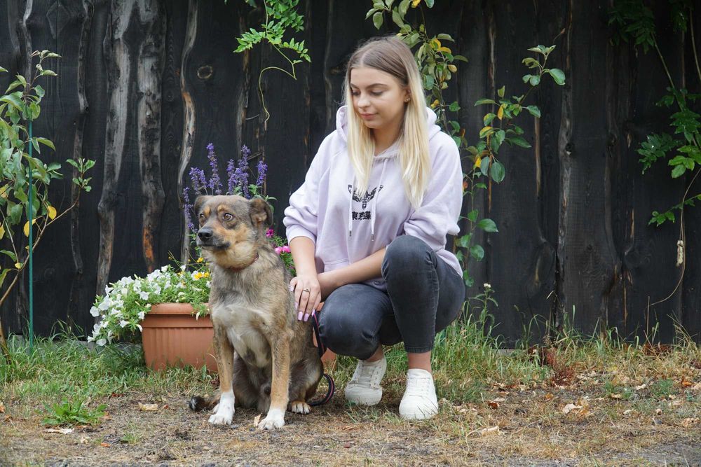 Szczerbi - niewielki pies szuka domu